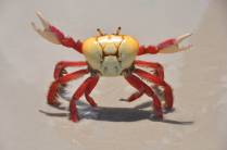 Um dos muitos carangueijos corajosos que nos enfrentaram no nosso caminho pela praia até Fortalezinha, na região de Algodoal - PA